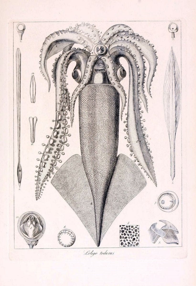 Descrizione e notomia degli animali invertebrati della Sicilia citeriore :.Naples :C. Ba | Invertebrates "Kingdom of the Two Sicilies" "Sicily (Italy)"  | Vintage Print Reproduction 468760