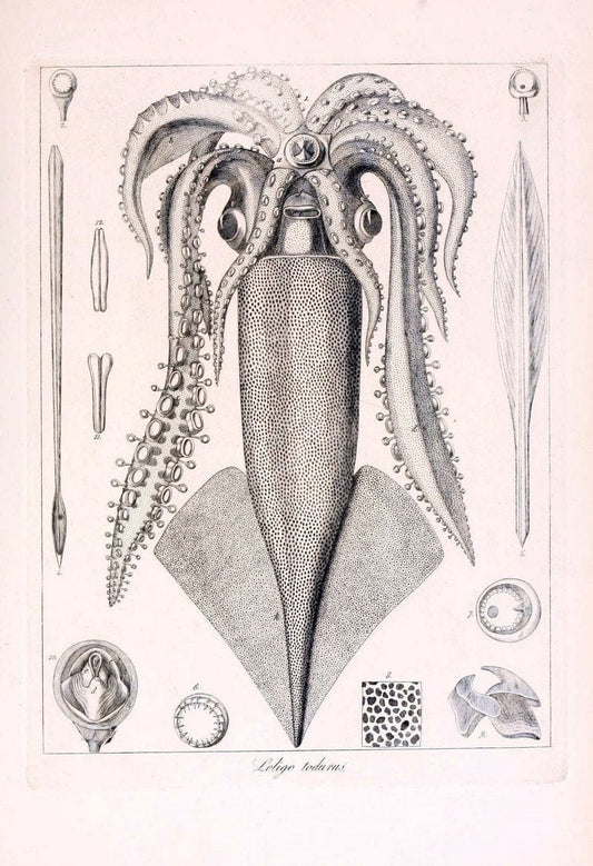 Descrizione e notomia degli animali invertebrati della Sicilia citeriore :.Naples :C. Ba | Invertebrates "Kingdom of the Two Sicilies" "Sicily (Italy)"  | Vintage Print Reproduction 468760