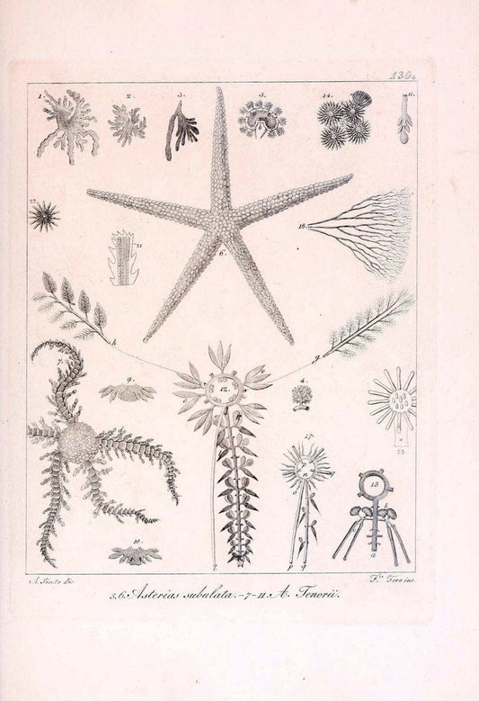 Descrizione e notomia degli animali invertebrati della Sicilia citeriore :.Naples :C. Ba | Invertebrates "Kingdom of the Two Sicilies" "Sicily (Italy)"  | Vintage Print Reproduction 468761