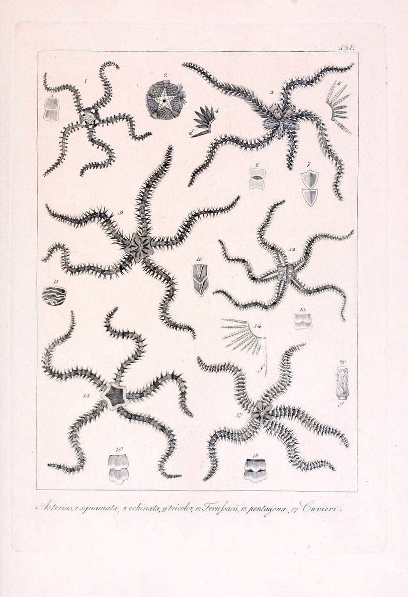 Descrizione e notomia degli animali invertebrati della Sicilia citeriore :.Naples :C. Ba | Invertebrates "Kingdom of the Two Sicilies" "Sicily (Italy)"  | Vintage Print Reproduction 468762