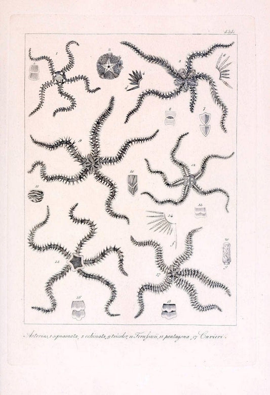 Descrizione e notomia degli animali invertebrati della Sicilia citeriore :.Naples :C. Ba | Invertebrates "Kingdom of the Two Sicilies" "Sicily (Italy)"  | Vintage Print Reproduction 468762