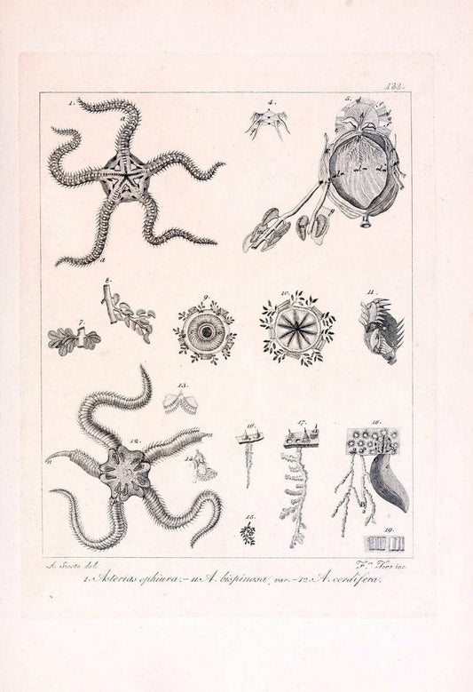 Descrizione e notomia degli animali invertebrati della Sicilia citeriore :.Naples :C. Ba | Invertebrates "Kingdom of the Two Sicilies" "Sicily (Italy)"  | Vintage Print Reproduction 468763