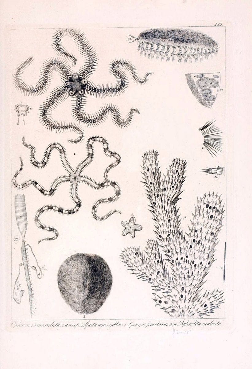 Descrizione e notomia degli animali invertebrati della Sicilia citeriore :.Naples :C. Ba | Invertebrates "Kingdom of the Two Sicilies" "Sicily (Italy)"  | Vintage Print Reproduction 468764