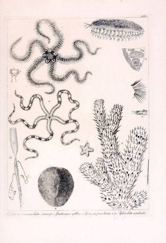 Descrizione e notomia degli animali invertebrati della Sicilia citeriore :.Naples :C. Ba | Invertebrates "Kingdom of the Two Sicilies" "Sicily (Italy)"  | Vintage Print Reproduction 468764