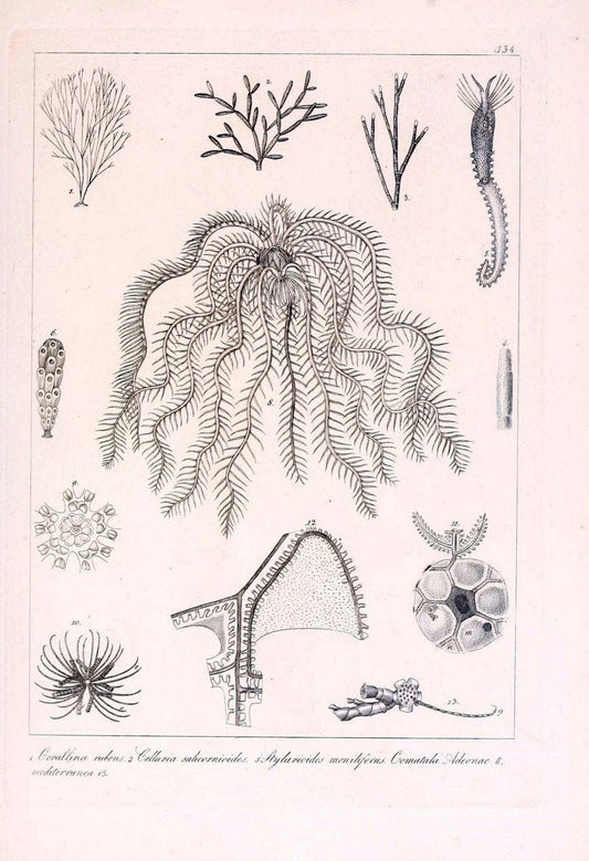 Descrizione e notomia degli animali invertebrati della Sicilia citeriore :.Naples :C. Ba | Invertebrates "Kingdom of the Two Sicilies" "Sicily (Italy)"  | Vintage Print Reproduction 468765