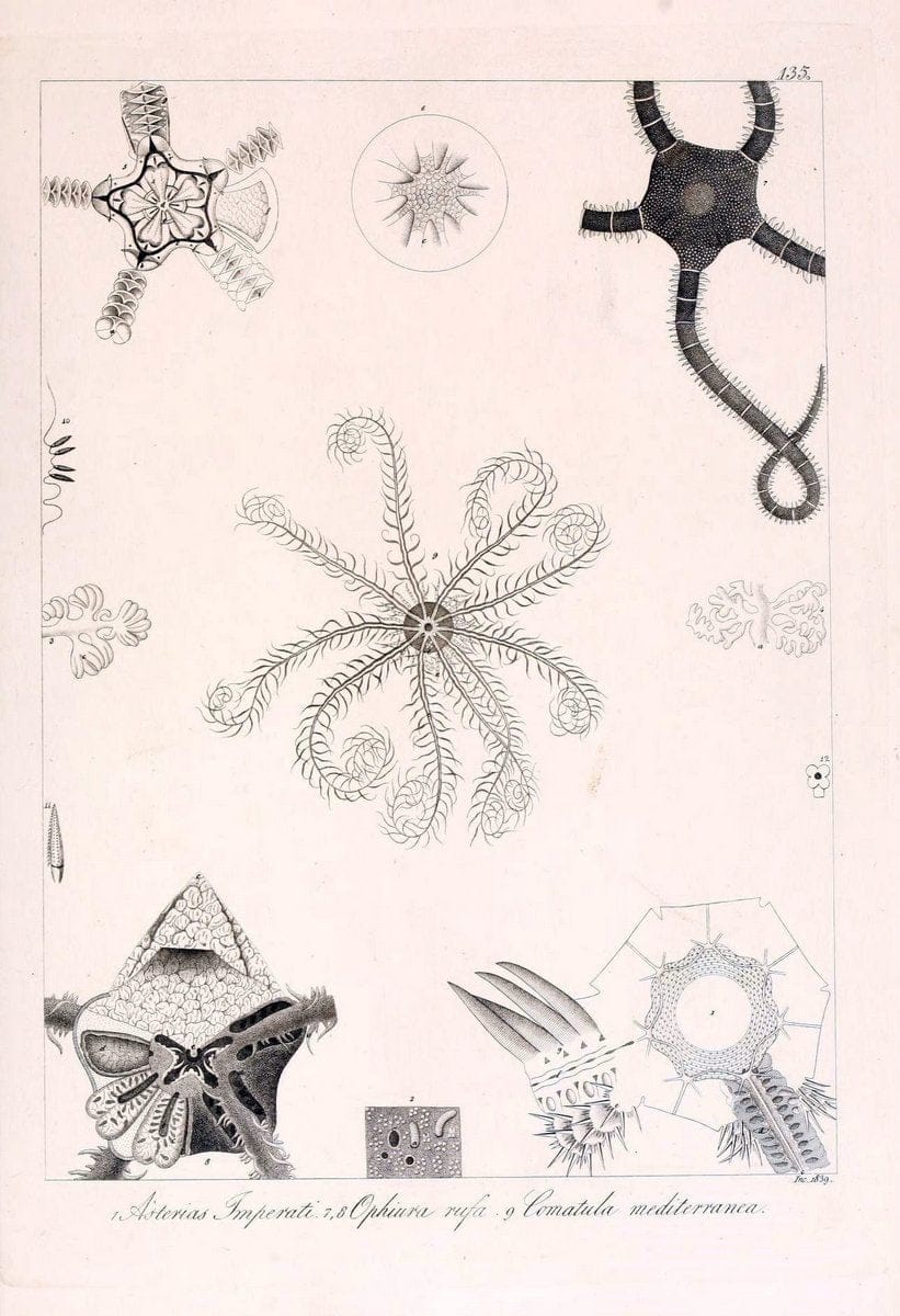 Descrizione e notomia degli animali invertebrati della Sicilia citeriore :.Naples :C. Ba | Invertebrates "Kingdom of the Two Sicilies" "Sicily (Italy)"  | Vintage Print Reproduction 468766