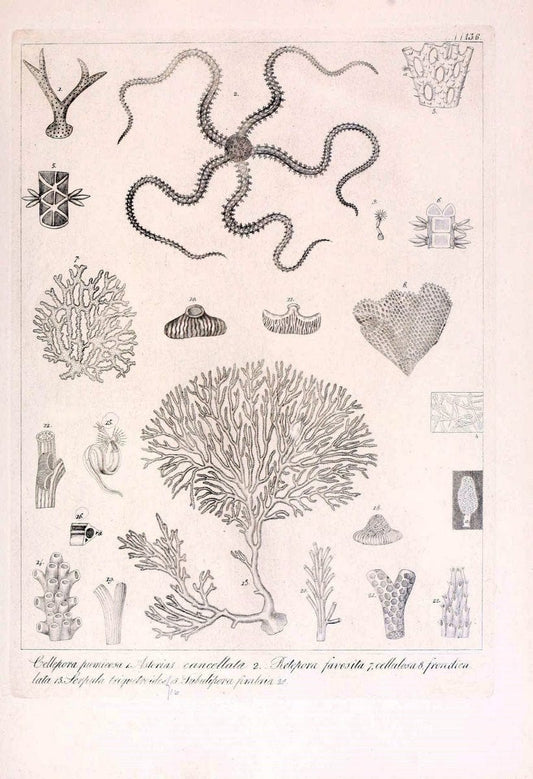 Descrizione e notomia degli animali invertebrati della Sicilia citeriore :.Naples :C. Ba | Invertebrates "Kingdom of the Two Sicilies" "Sicily (Italy)"  | Vintage Print Reproduction 468767
