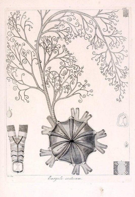 Descrizione e notomia degli animali invertebrati della Sicilia citeriore :.Naples :C. Ba | Invertebrates "Kingdom of the Two Sicilies" "Sicily (Italy)"  | Vintage Print Reproduction 468768