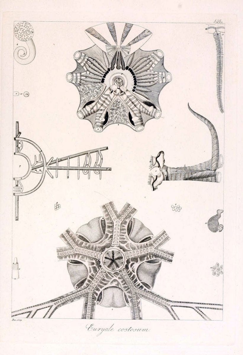Descrizione e notomia degli animali invertebrati della Sicilia citeriore :.Naples :C. Ba | Invertebrates "Kingdom of the Two Sicilies" "Sicily (Italy)"  | Vintage Print Reproduction 468769