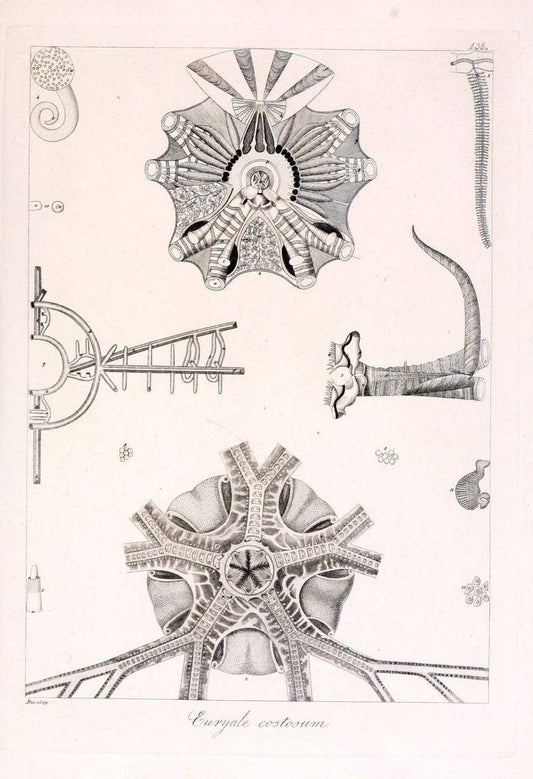 Descrizione e notomia degli animali invertebrati della Sicilia citeriore :.Naples :C. Ba | Invertebrates "Kingdom of the Two Sicilies" "Sicily (Italy)"  | Vintage Print Reproduction 468769