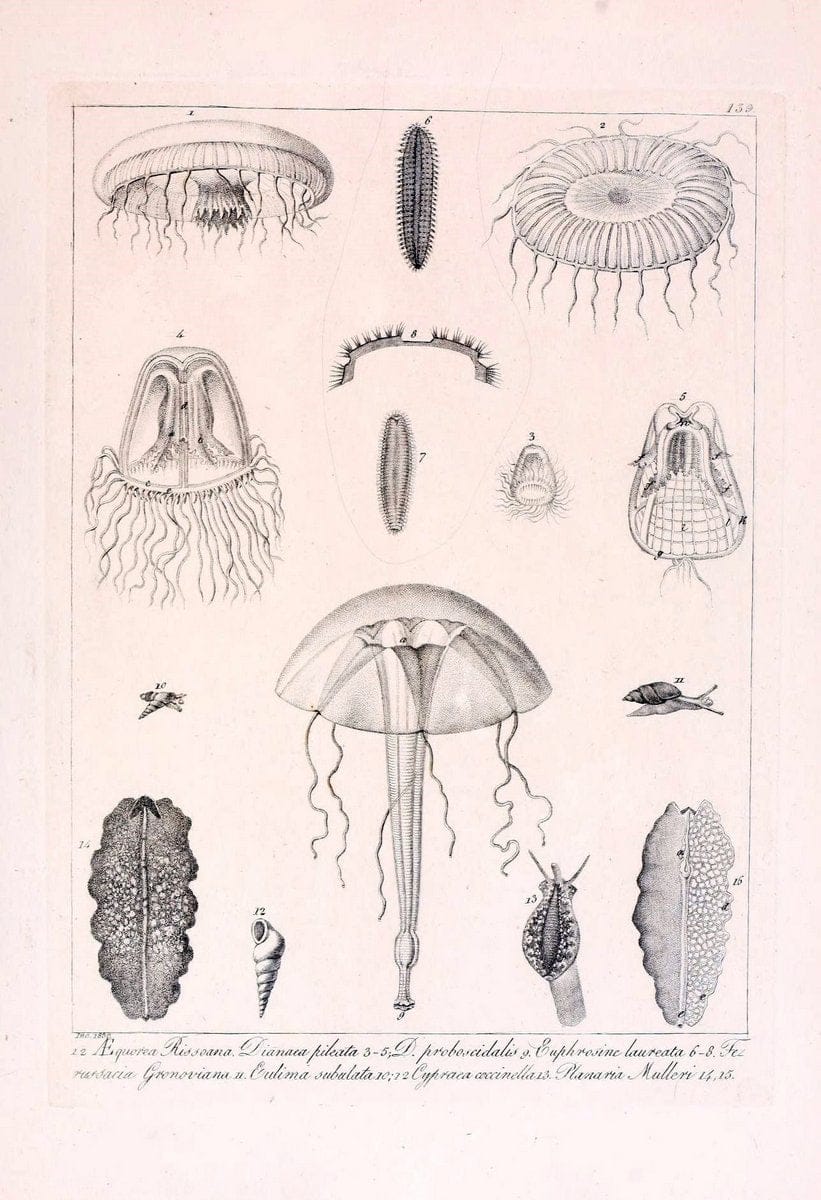 Descrizione e notomia degli animali invertebrati della Sicilia citeriore :.Naples :C. Ba | Invertebrates "Kingdom of the Two Sicilies" "Sicily (Italy)"  | Vintage Print Reproduction 468770
