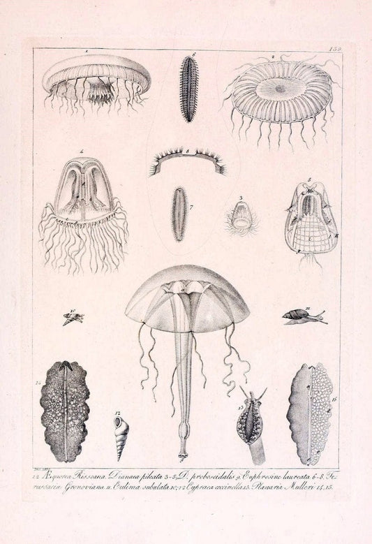 Descrizione e notomia degli animali invertebrati della Sicilia citeriore :.Naples :C. Ba | Invertebrates "Kingdom of the Two Sicilies" "Sicily (Italy)"  | Vintage Print Reproduction 468770