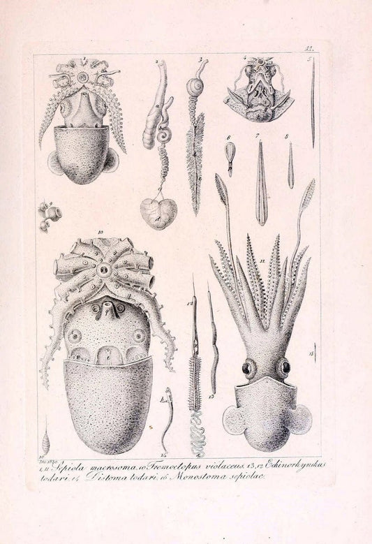Descrizione e notomia degli animali invertebrati della Sicilia citeriore :.Naples :C. Ba | Invertebrates "Kingdom of the Two Sicilies" "Sicily (Italy)"  | Vintage Print Reproduction 468771