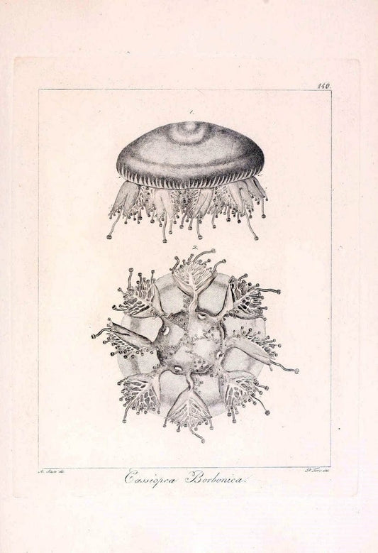 Descrizione e notomia degli animali invertebrati della Sicilia citeriore :.Naples :C. Ba | Invertebrates "Kingdom of the Two Sicilies" "Sicily (Italy)"  | Vintage Print Reproduction 468772