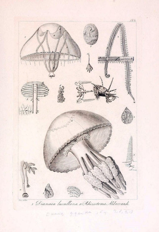 Descrizione e notomia degli animali invertebrati della Sicilia citeriore :.Naples :C. Ba | Invertebrates "Kingdom of the Two Sicilies" "Sicily (Italy)"  | Vintage Print Reproduction 468774