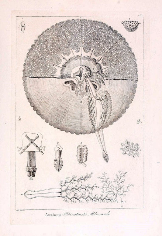 Descrizione e notomia degli animali invertebrati della Sicilia citeriore :.Naples :C. Ba | Invertebrates "Kingdom of the Two Sicilies" "Sicily (Italy)"  | Vintage Print Reproduction 468775