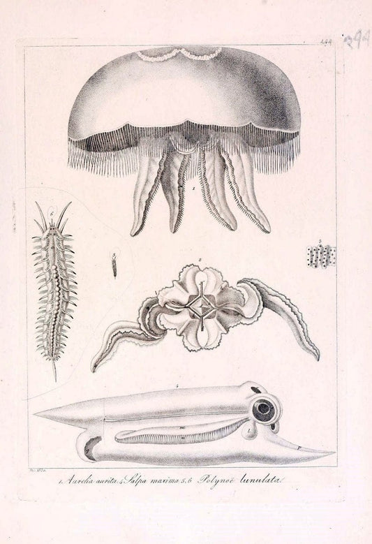 Descrizione e notomia degli animali invertebrati della Sicilia citeriore :.Naples :C. Ba | Invertebrates "Kingdom of the Two Sicilies" "Sicily (Italy)"  | Vintage Print Reproduction 468776
