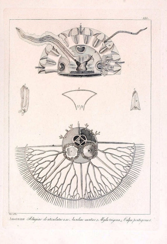 Descrizione e notomia degli animali invertebrati della Sicilia citeriore :.Naples :C. Ba | Invertebrates "Kingdom of the Two Sicilies" "Sicily (Italy)"  | Vintage Print Reproduction 468777