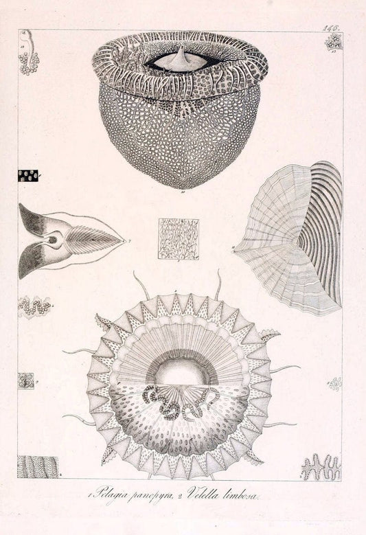 Descrizione e notomia degli animali invertebrati della Sicilia citeriore :.Naples :C. Ba | Invertebrates "Kingdom of the Two Sicilies" "Sicily (Italy)"  | Vintage Print Reproduction 468778