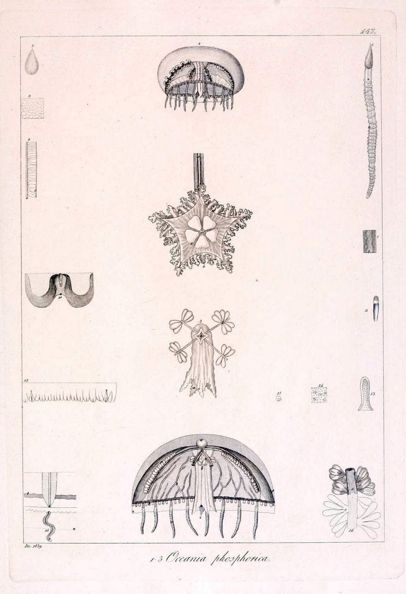 Descrizione e notomia degli animali invertebrati della Sicilia citeriore :.Naples :C. Ba | Invertebrates "Kingdom of the Two Sicilies" "Sicily (Italy)"  | Vintage Print Reproduction 468779
