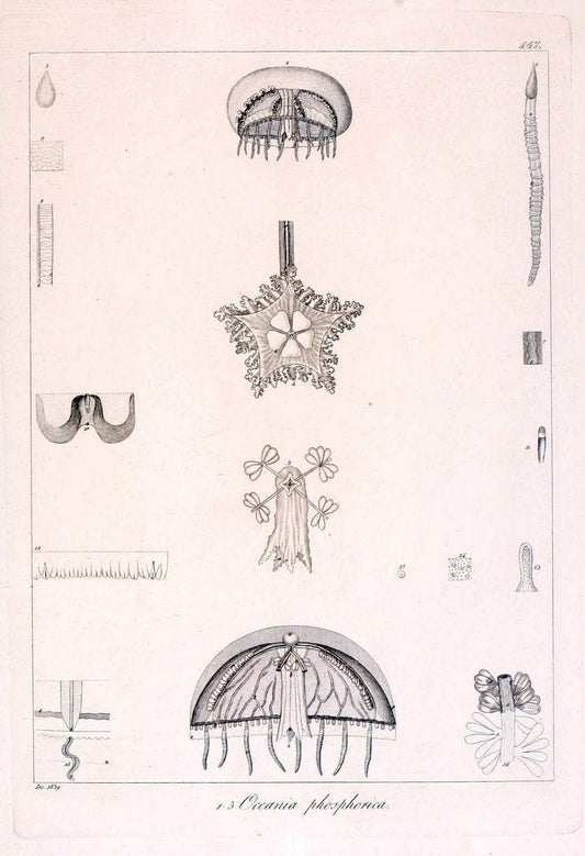 Descrizione e notomia degli animali invertebrati della Sicilia citeriore :.Naples :C. Ba | Invertebrates "Kingdom of the Two Sicilies" "Sicily (Italy)"  | Vintage Print Reproduction 468779