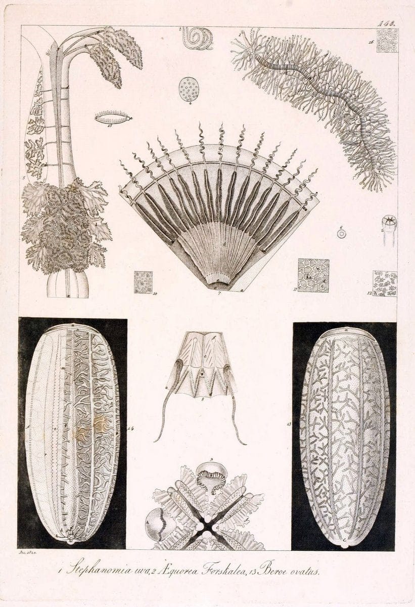 Descrizione e notomia degli animali invertebrati della Sicilia citeriore :.Naples :C. Ba | Invertebrates "Kingdom of the Two Sicilies" "Sicily (Italy)"  | Vintage Print Reproduction 468780