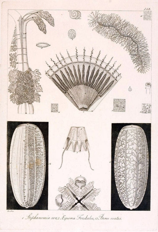 Descrizione e notomia degli animali invertebrati della Sicilia citeriore :.Naples :C. Ba | Invertebrates "Kingdom of the Two Sicilies" "Sicily (Italy)"  | Vintage Print Reproduction 468780
