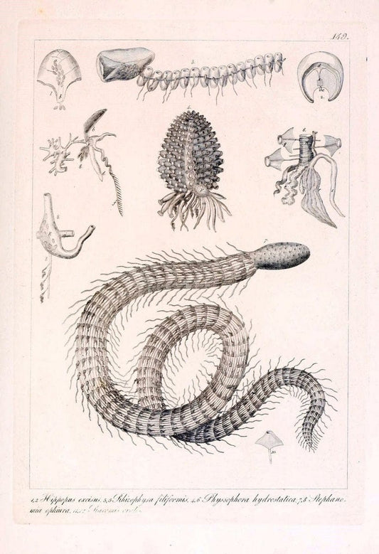 Descrizione e notomia degli animali invertebrati della Sicilia citeriore :.Naples :C. Ba | Invertebrates "Kingdom of the Two Sicilies" "Sicily (Italy)"  | Vintage Print Reproduction 468781