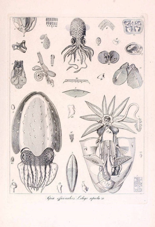 Descrizione e notomia degli animali invertebrati della Sicilia citeriore :.Naples :C. Ba | Invertebrates "Kingdom of the Two Sicilies" "Sicily (Italy)"  | Vintage Print Reproduction 468782