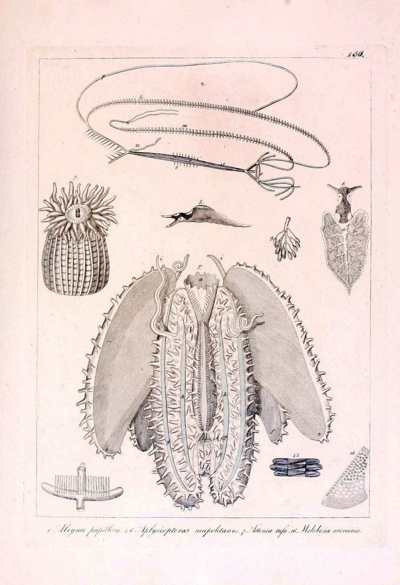 Descrizione e notomia degli animali invertebrati della Sicilia citeriore :.Naples :C. Ba | Invertebrates "Kingdom of the Two Sicilies" "Sicily (Italy)"  | Vintage Print Reproduction 468783