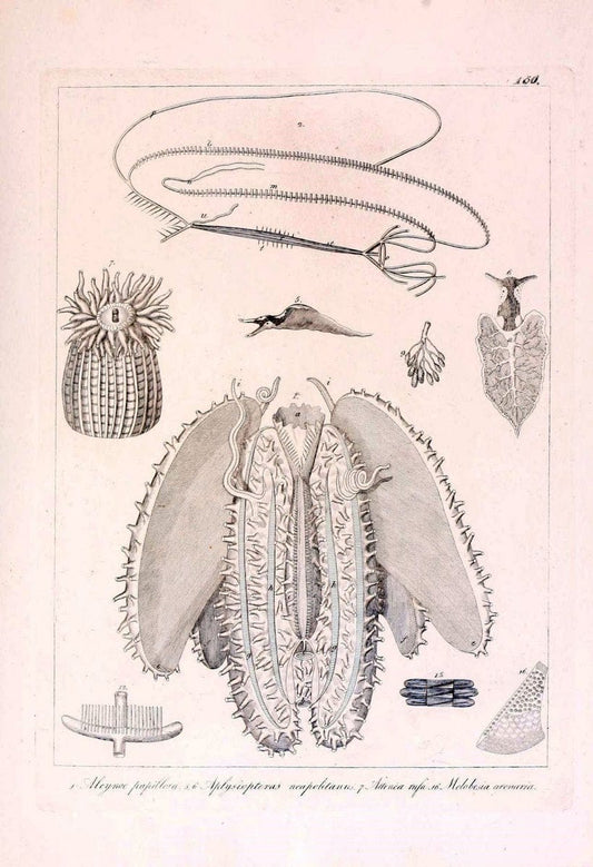 Descrizione e notomia degli animali invertebrati della Sicilia citeriore :.Naples :C. Ba | Invertebrates "Kingdom of the Two Sicilies" "Sicily (Italy)"  | Vintage Print Reproduction 468783