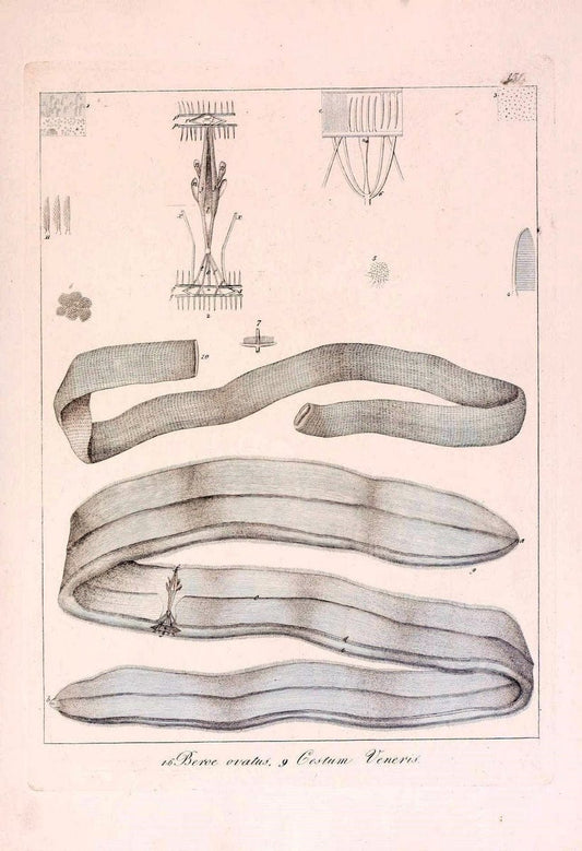 Descrizione e notomia degli animali invertebrati della Sicilia citeriore :.Naples :C. Ba | Invertebrates "Kingdom of the Two Sicilies" "Sicily (Italy)"  | Vintage Print Reproduction 468784