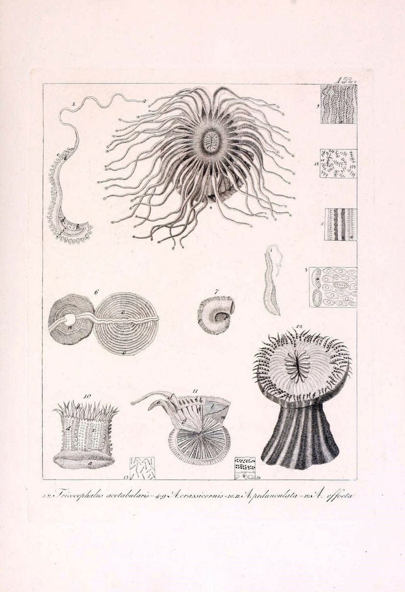 Descrizione e notomia degli animali invertebrati della Sicilia citeriore :.Naples :C. Ba | Invertebrates "Kingdom of the Two Sicilies" "Sicily (Italy)"  | Vintage Print Reproduction 468785