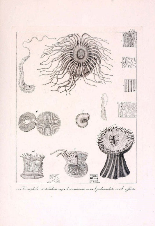 Descrizione e notomia degli animali invertebrati della Sicilia citeriore :.Naples :C. Ba | Invertebrates "Kingdom of the Two Sicilies" "Sicily (Italy)"  | Vintage Print Reproduction 468785