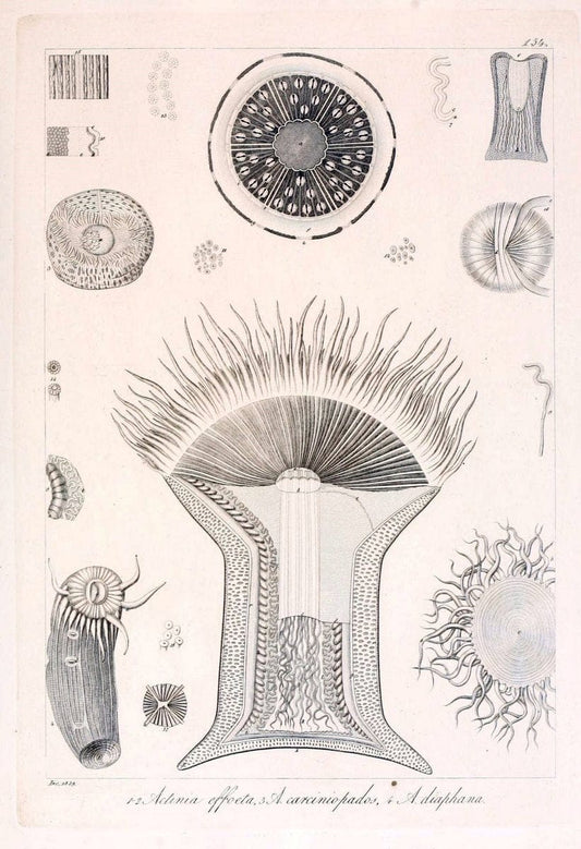 Descrizione e notomia degli animali invertebrati della Sicilia citeriore :.Naples :C. Ba | Invertebrates "Kingdom of the Two Sicilies" "Sicily (Italy)"  | Vintage Print Reproduction 468787