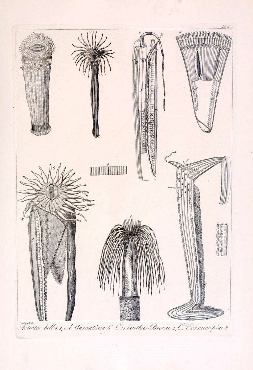 Descrizione e notomia degli animali invertebrati della Sicilia citeriore :.Naples :C. Ba | Invertebrates "Kingdom of the Two Sicilies" "Sicily (Italy)"  | Vintage Print Reproduction 468789