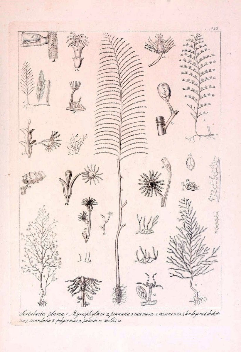 Descrizione e notomia degli animali invertebrati della Sicilia citeriore :.Naples :C. Ba | Invertebrates "Kingdom of the Two Sicilies" "Sicily (Italy)"  | Vintage Print Reproduction 468790