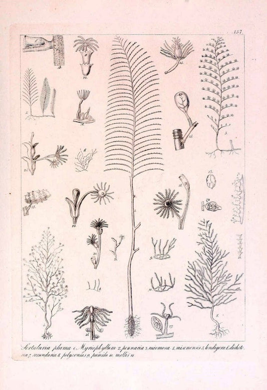 Descrizione e notomia degli animali invertebrati della Sicilia citeriore :.Naples :C. Ba | Invertebrates "Kingdom of the Two Sicilies" "Sicily (Italy)"  | Vintage Print Reproduction 468790