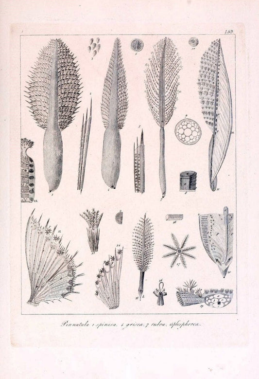 Descrizione e notomia degli animali invertebrati della Sicilia citeriore :.Naples :C. Ba | Invertebrates "Kingdom of the Two Sicilies" "Sicily (Italy)"  | Vintage Print Reproduction 468792