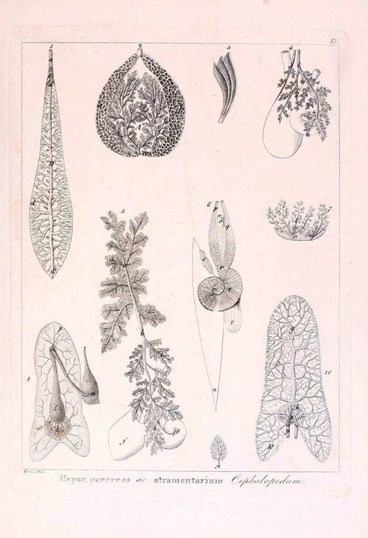 Descrizione e notomia degli animali invertebrati della Sicilia citeriore :.Naples :C. Ba | Invertebrates "Kingdom of the Two Sicilies" "Sicily (Italy)"  | Vintage Print Reproduction 468793