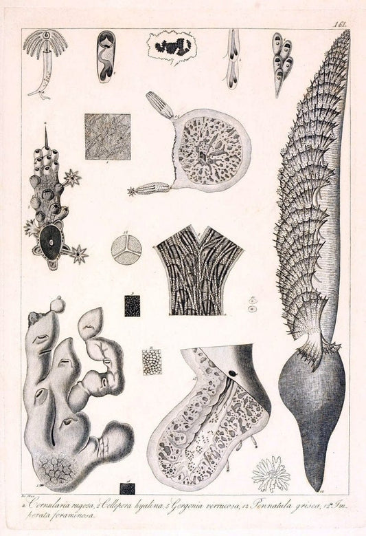 Descrizione e notomia degli animali invertebrati della Sicilia citeriore :.Naples :C. Ba | Invertebrates "Kingdom of the Two Sicilies" "Sicily (Italy)"  | Vintage Print Reproduction 468795