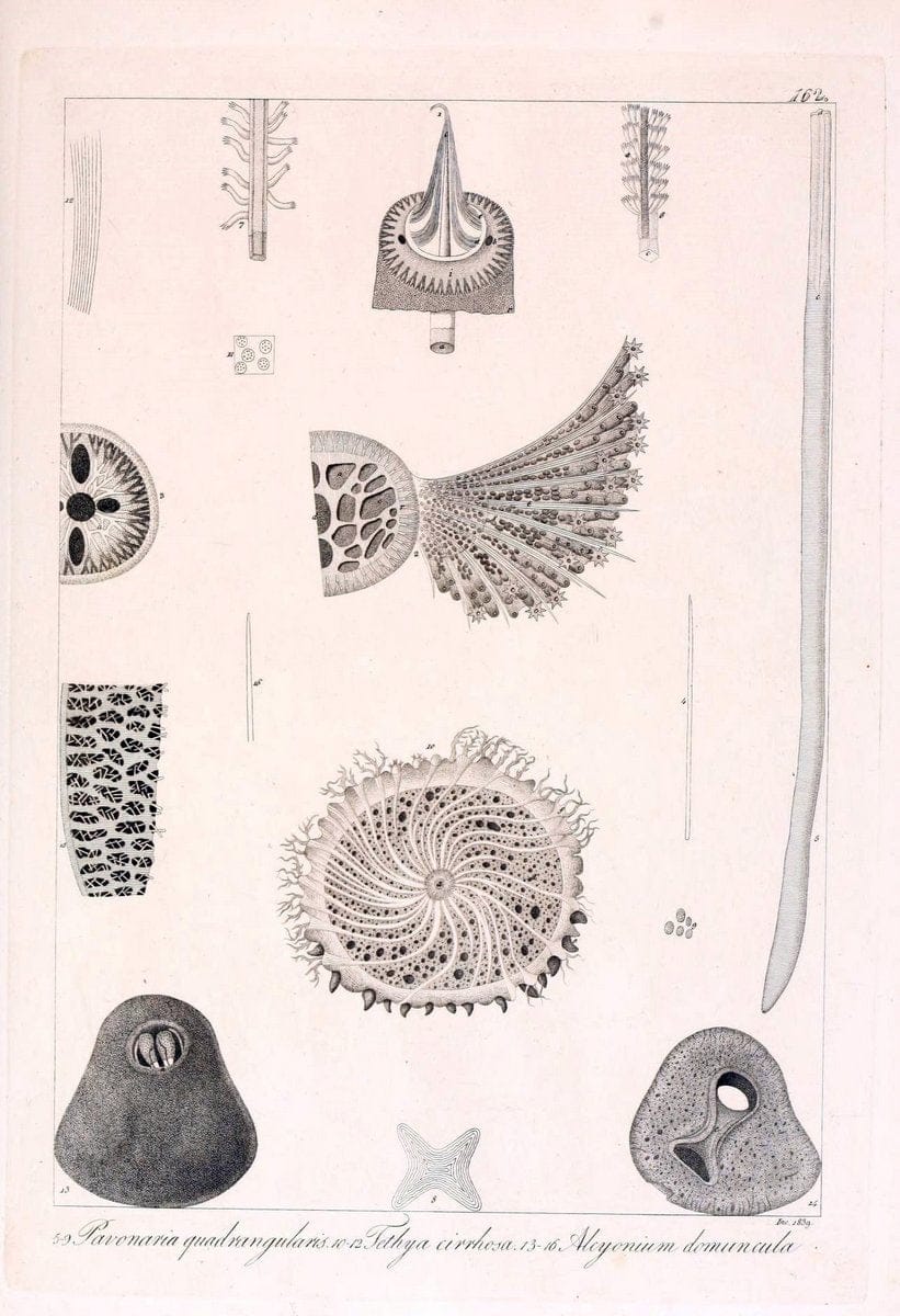 Descrizione e notomia degli animali invertebrati della Sicilia citeriore :.Naples :C. Ba | Invertebrates "Kingdom of the Two Sicilies" "Sicily (Italy)"  | Vintage Print Reproduction 468796