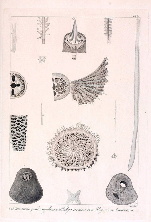 Descrizione e notomia degli animali invertebrati della Sicilia citeriore :.Naples :C. Ba | Invertebrates "Kingdom of the Two Sicilies" "Sicily (Italy)"  | Vintage Print Reproduction 468796