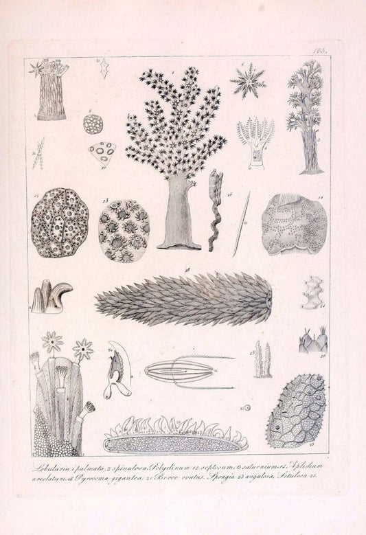 Descrizione e notomia degli animali invertebrati della Sicilia citeriore :.Naples :C. Ba | Invertebrates "Kingdom of the Two Sicilies" "Sicily (Italy)"  | Vintage Print Reproduction 468797