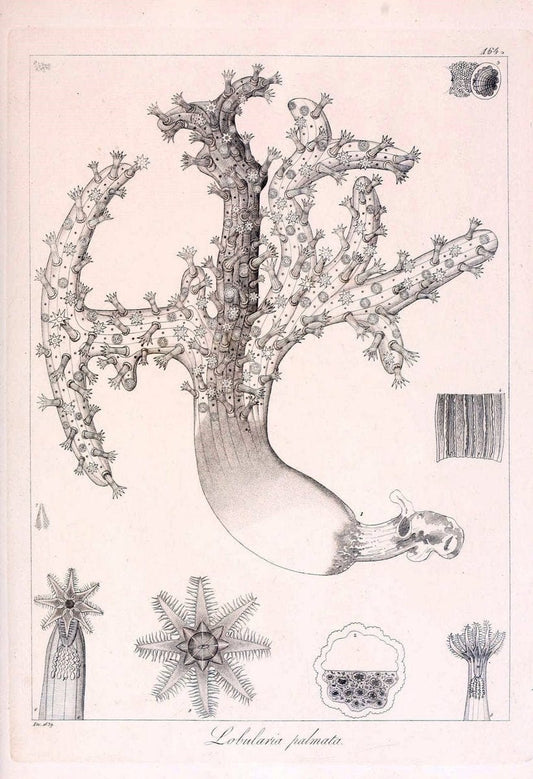 Descrizione e notomia degli animali invertebrati della Sicilia citeriore :.Naples :C. Ba | Invertebrates "Kingdom of the Two Sicilies" "Sicily (Italy)"  | Vintage Print Reproduction 468798