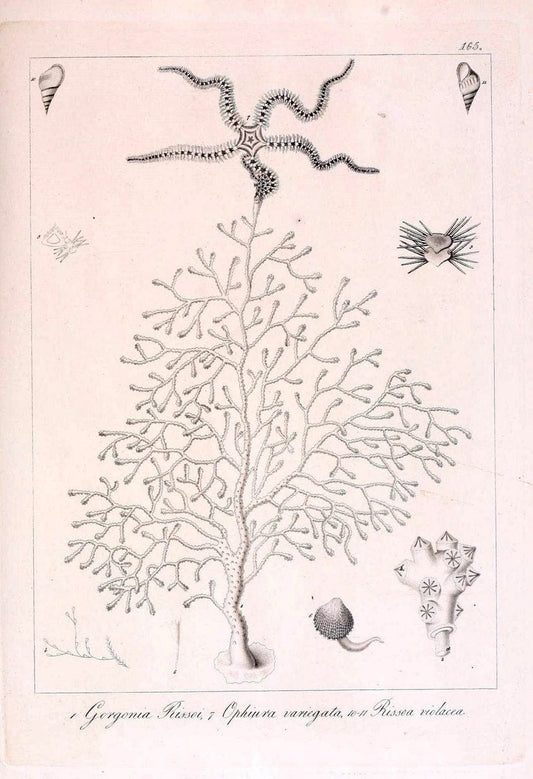 Descrizione e notomia degli animali invertebrati della Sicilia citeriore :.Naples :C. Ba | Invertebrates "Kingdom of the Two Sicilies" "Sicily (Italy)"  | Vintage Print Reproduction 468799