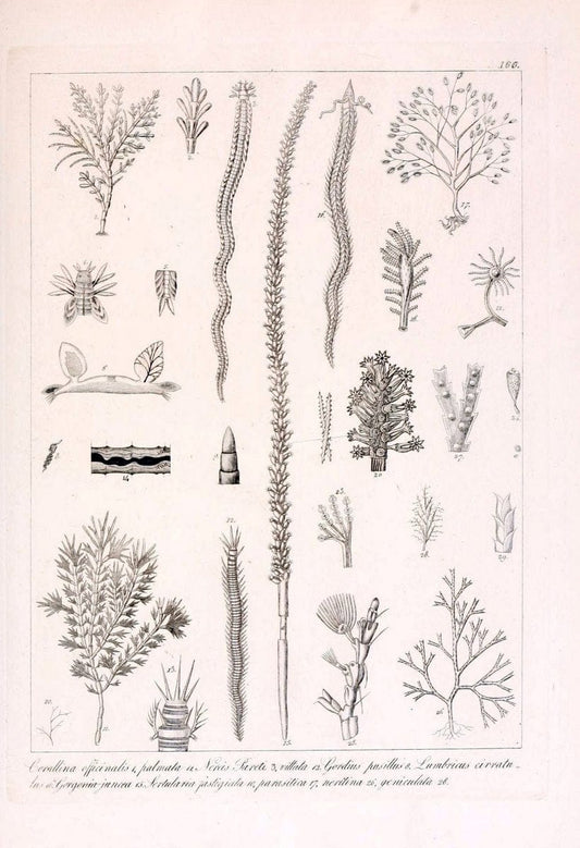 Descrizione e notomia degli animali invertebrati della Sicilia citeriore :.Naples :C. Ba | Invertebrates "Kingdom of the Two Sicilies" "Sicily (Italy)"  | Vintage Print Reproduction 468800