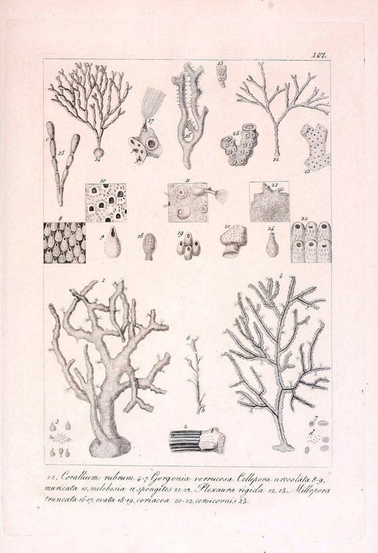 Descrizione e notomia degli animali invertebrati della Sicilia citeriore :.Naples :C. Ba | Invertebrates "Kingdom of the Two Sicilies" "Sicily (Italy)"  | Vintage Print Reproduction 468801