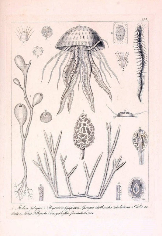 Descrizione e notomia degli animali invertebrati della Sicilia citeriore :.Naples :C. Ba | Invertebrates "Kingdom of the Two Sicilies" "Sicily (Italy)"  | Vintage Print Reproduction 468802
