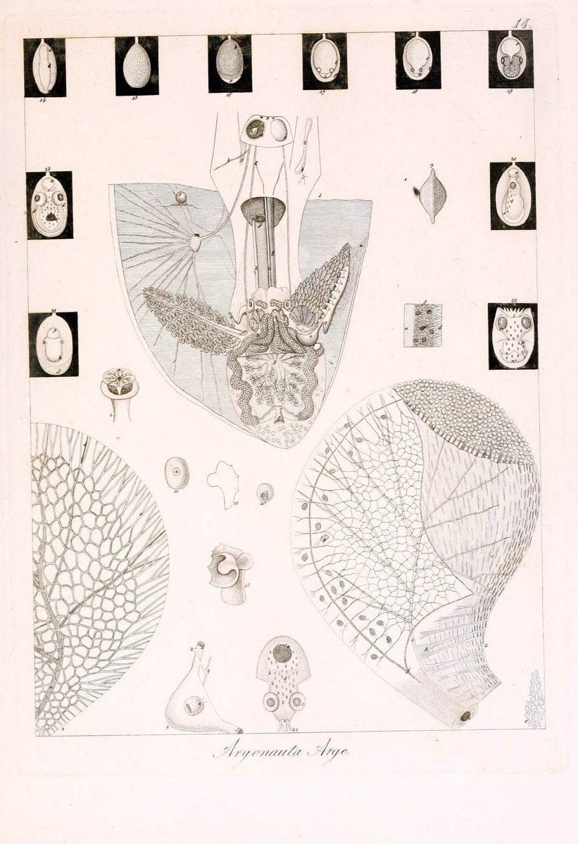 Dragable Image